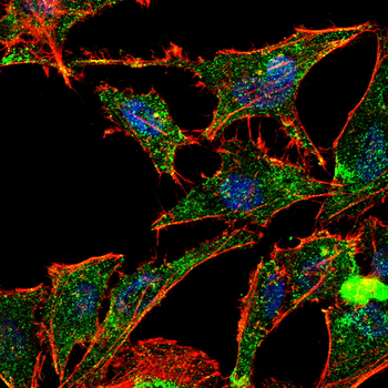 NCAM1 Antibody