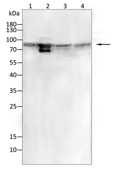 NCAM1 Antibody