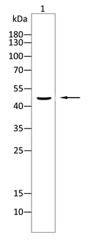 CCNE2 Antibody