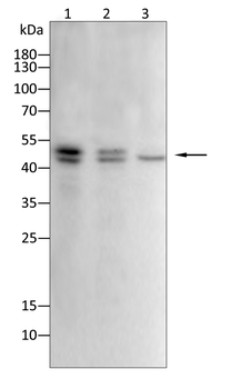 CCNE2 Antibody