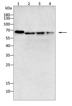 VDR Antibody
