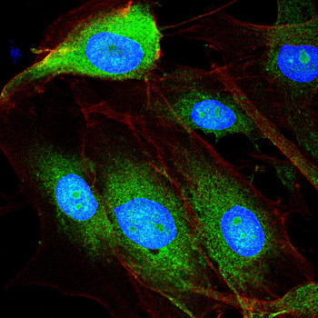 VDR Antibody