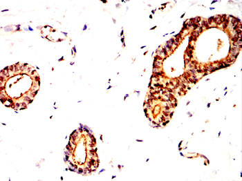 VDR Antibody