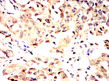 PRDX1 Antibody
