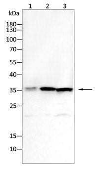 PRDX1 Antibody