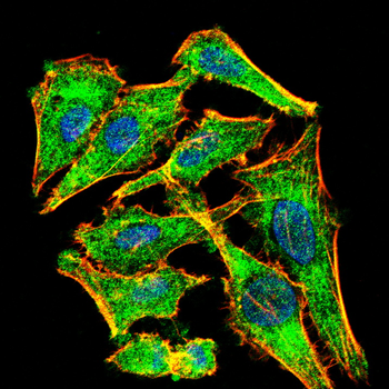 PRKN Antibody