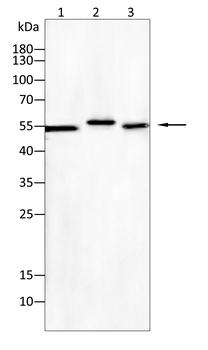 PRKN Antibody