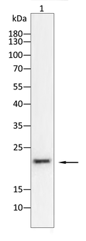 CLDN3 Antibody