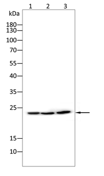 CLDN3 Antibody