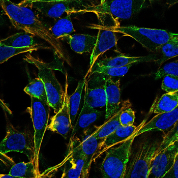 TGFA Antibody
