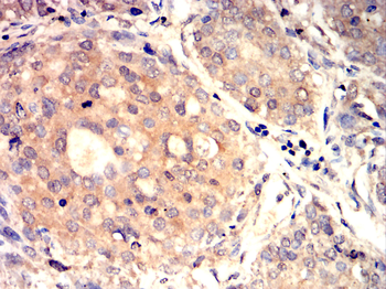 TGFA Antibody
