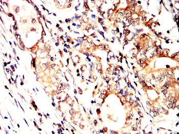TGFA Antibody