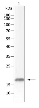 TGFA Antibody