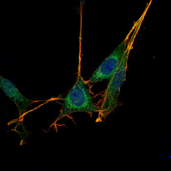 NRCAM Antibody
