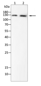 NRCAM Antibody