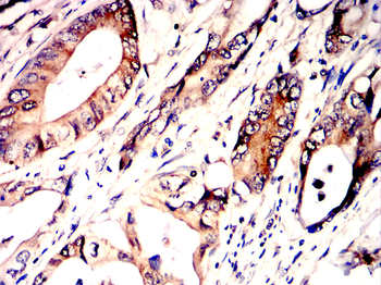 BBC3 Antibody