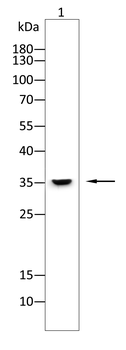 STMN1 Antibody