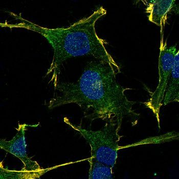 FBXL2 Antibody