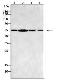 FBXL2 Antibody