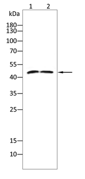 FBXL2 Antibody