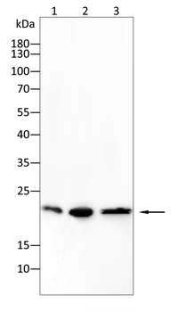 GSTP1 Antibody