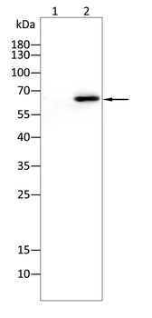 Hemgglutinin Gene Antibody