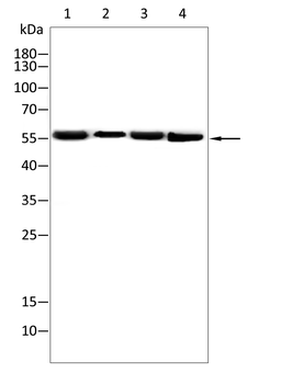Hemgglutinin Gene Antibody
