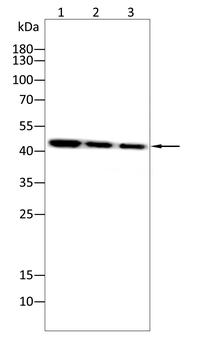 CCR2 Antibody