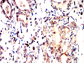 BDNF Antibody
