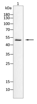 BMPR1A Antibody