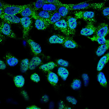 V5 antibody