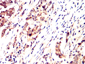 V5 antibody