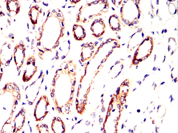 V5 antibody