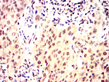 V5 antibody