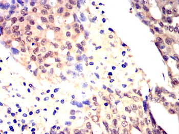 V5 antibody