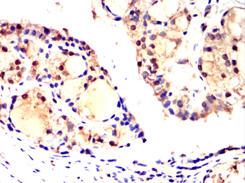 V5 antibody