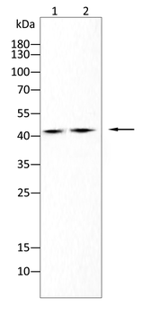 V5 antibody