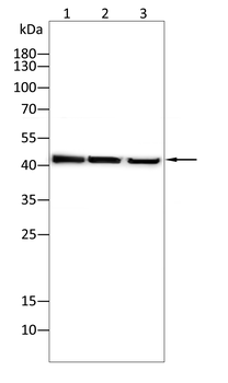 V5 antibody