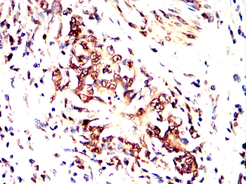 POU5F1 Antibody