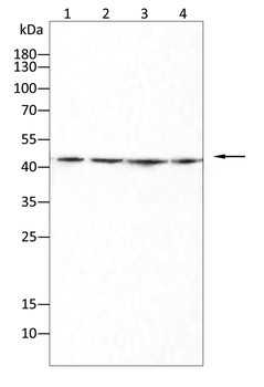 POU5F1 Antibody