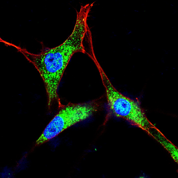 POU5F1 Antibody