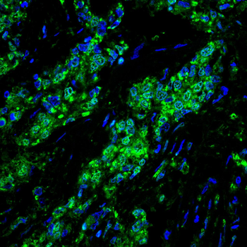POU5F1 Antibody