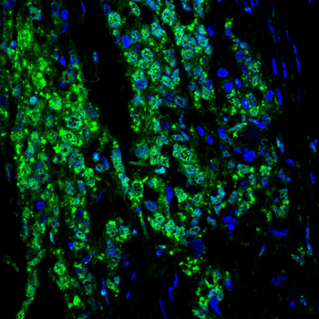 POU5F1 Antibody