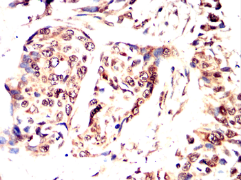 POU5F1 Antibody