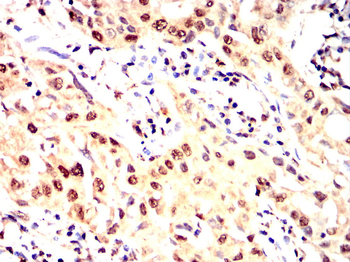 POU5F1 Antibody