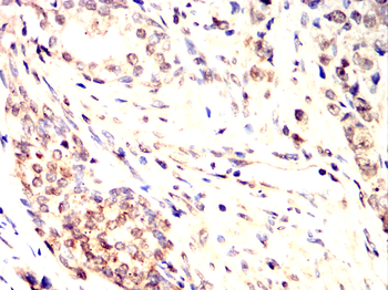 POU5F1 Antibody