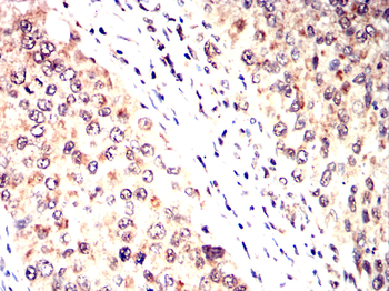POU5F1 Antibody