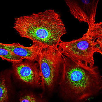 CD63 Antibody