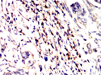 CD63 Antibody