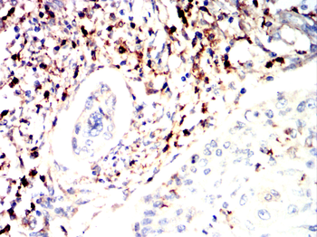 CD63 Antibody